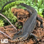 Baby Sulawesi Black Water Monitors For Sale - Underground Reptiles