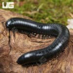 Talaibu Island Black Millipedes (Juliformia sp. Taliabu Island Black) For Sale - Underground Reptiles