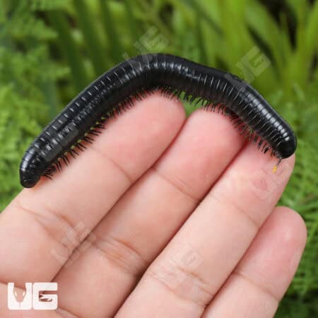 Talaibu Island Black Millipedes (Juliformia sp. Taliabu Island Black) For Sale - Underground Reptiles