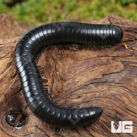 Talaibu Island Black Millipedes (Juliformia sp. Taliabu Island Black) For Sale - Underground Reptiles