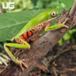 Tigerleg Monkey Tree Frogs For Sale - Underground Reptiles