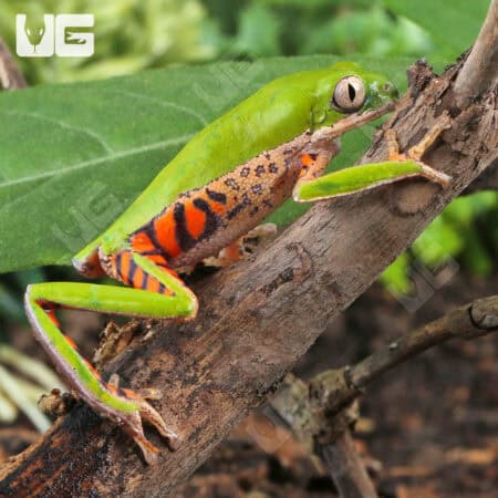 Tigerleg Monkey Tree Frogs For Sale - Underground Reptiles
