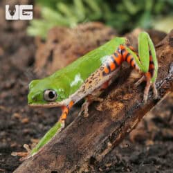 Tigerleg Monkey Tree Frogs For Sale - Underground Reptiles