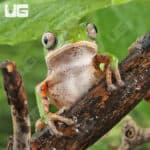 Tigerleg Monkey Tree Frogs For Sale - Underground Reptiles