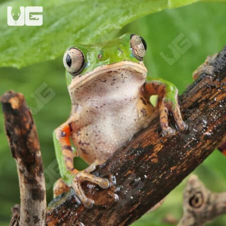 Tigerleg Monkey Tree Frogs For Sale - Underground Reptiles