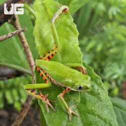 Tigerleg Monkey Tree Frogs For Sale - Underground Reptiles
