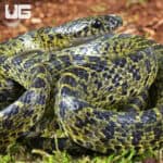 Vietnamese Large Toothed Wolf Snake (Lycodon meridionalis) For Sale - Underground Reptiles