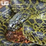 Vietnamese Large Toothed Wolf Snake (Lycodon meridionalis) For Sale - Underground Reptiles