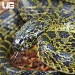 Vietnamese Large Toothed Wolf Snake (Lycodon meridionalis) For Sale - Underground Reptiles