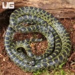 Vietnamese Large Toothed Wolf Snake (Lycodon meridionalis) For Sale - Underground Reptiles