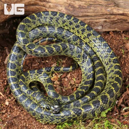 Vietnamese Large Toothed Wolf Snake (Lycodon meridionalis) For Sale - Underground Reptiles