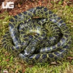 Vietnamese Large Toothed Wolf Snake (Lycodon meridionalis) For Sale - Underground Reptiles