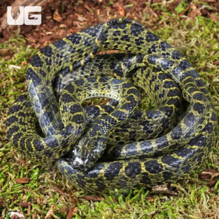 Vietnamese Large Toothed Wolf Snake (Lycodon meridionalis) For Sale - Underground Reptiles