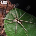 White Flanked Fishing Spider For Sale - Underground Reptiles