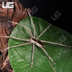 White Flanked Fishing Spider For Sale - Underground Reptiles
