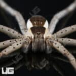 White Flanked Fishing Spider For Sale - Underground Reptiles