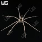 White Flanked Fishing Spider For Sale - Underground Reptiles