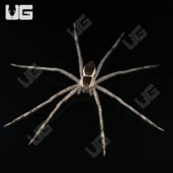 White Flanked Fishing Spider For Sale - Underground Reptiles