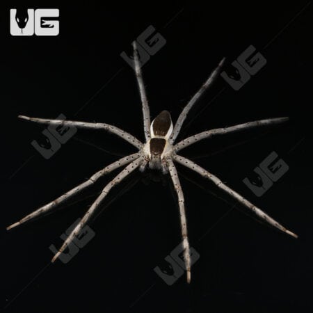 White Flanked Fishing Spider For Sale - Underground Reptiles