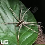 White Flanked Fishing Spider For Sale - Underground Reptiles