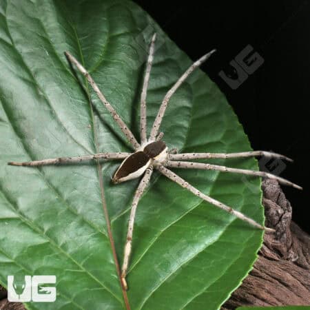 White Flanked Fishing Spider For Sale - Underground Reptiles