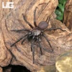 Yunnan Funnel Web Spider (Macrothele yani) For Sale - Underground Reptiles
