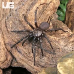 Yunnan Funnel Web Spider (Macrothele yani) For Sale - Underground Reptiles