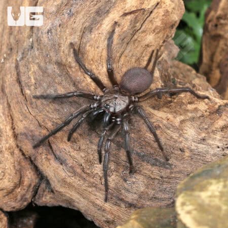 Yunnan Funnel Web Spider (Macrothele yani) For Sale - Underground Reptiles