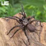 Yunnan Funnel Web Spider (Macrothele yani) For Sale - Underground Reptiles