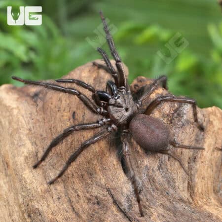 Yunnan Funnel Web Spider (Macrothele yani) For Sale - Underground Reptiles
