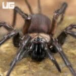 Yunnan Funnel Web Spider (Macrothele yani) For Sale - Underground Reptiles