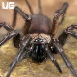Yunnan Funnel Web Spider (Macrothele yani) For Sale - Underground Reptiles