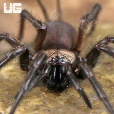 Yunnan Funnel Web Spider (Macrothele yani) For Sale - Underground Reptiles
