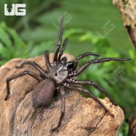 Yunnan Funnel Web Spider (Macrothele yani) For Sale - Underground Reptiles