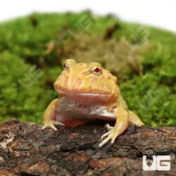 Pacman Frog - Bright Yellow and Orange Morph.