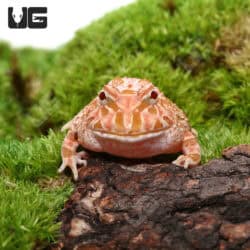 Pink Pacman Frog in natural habitat setting.