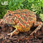 Adult Red Ornate Pacman Frogs For Sale - Underground Reptiles