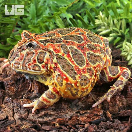 Adult Red Ornate Pacman Frogs For Sale - Underground Reptiles