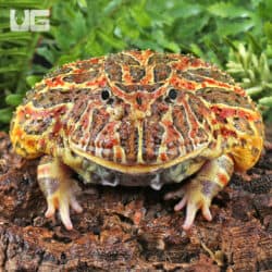 Adult Red Ornate Pacman Frogs For Sale - Underground Reptiles