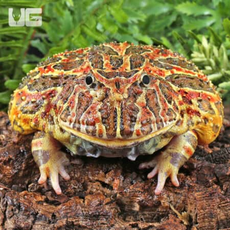 Adult Red Ornate Pacman Frogs For Sale - Underground Reptiles