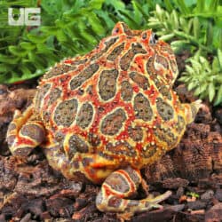 Adult Red Ornate Pacman Frogs For Sale - Underground Reptiles
