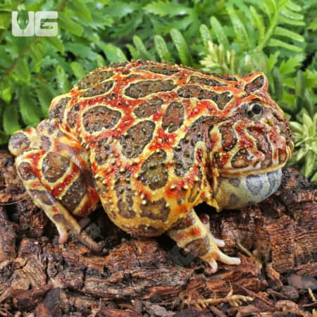 Adult Red Ornate Pacman Frogs For Sale - Underground Reptiles