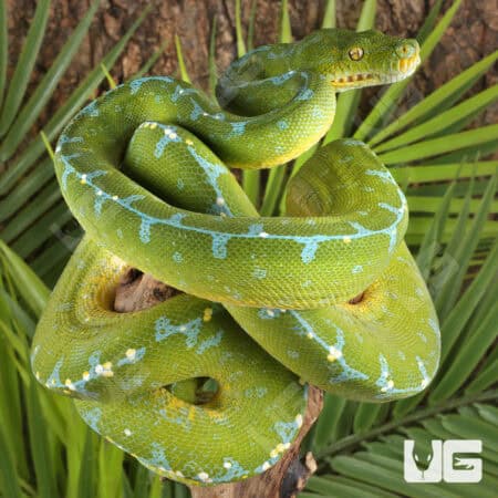 Sorong Green Tree Pythons (Morelia viridis) For Sale - Underground Reptiles