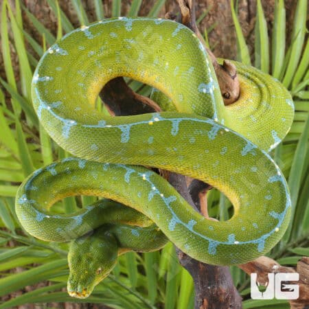 Sorong Green Tree Pythons (Morelia viridis) For Sale - Underground Reptiles