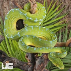 Sorong Green Tree Pythons (Morelia viridis) For Sale - Underground Reptiles