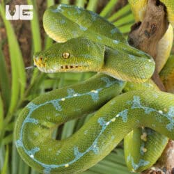 Sorong Green Tree Pythons (Morelia viridis) For Sale - Underground Reptiles