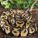 Leopard Pastel Ball Python, 4-5' female, ideal for reptile enthusiasts. Affordable price at $155.