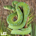Sorong Green Tree Pythons (Morelia viridis) For Sale - Underground Reptiles