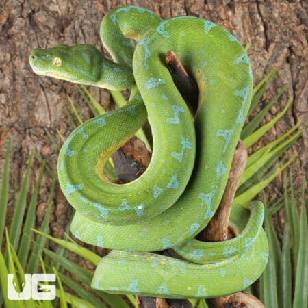 Sorong Green Tree Pythons (Morelia viridis) For Sale - Underground Reptiles