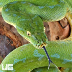 Sorong Green Tree Pythons (Morelia viridis) For Sale - Underground Reptiles